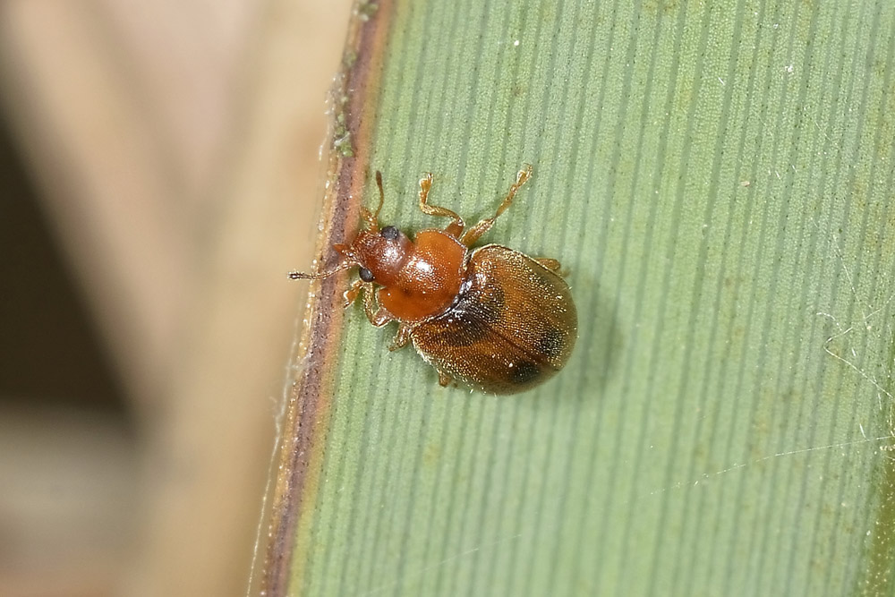 Coccidula scutellata, Coccinellidae, Rhizobiinae